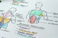 Anatomy Books for Medical Students